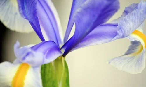 【13475】植物壁纸  2K 高清壁纸2560_1600@青蛙壁纸-笨猫小站