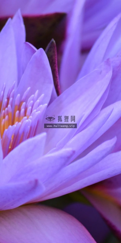 【13476】植物壁纸  2K 高清壁纸2560_1600@青蛙壁纸-笨猫小站