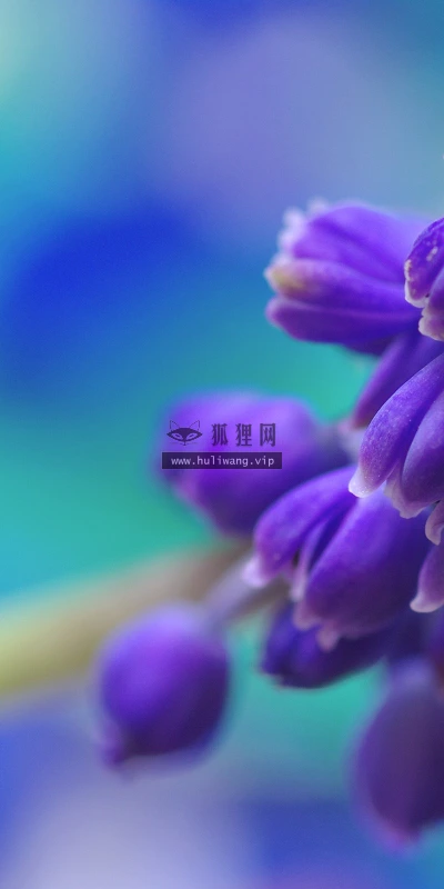 【13478】植物壁纸  2K 高清壁纸2560_1600@青蛙壁纸-笨猫小站