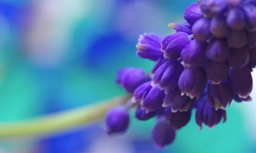 【13478】植物壁纸  2K 高清壁纸2560_1600@青蛙壁纸-笨猫小站