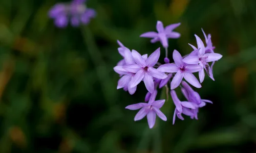 【13480】植物壁纸  2K 高清壁纸2560_1600@青蛙壁纸-笨猫小站