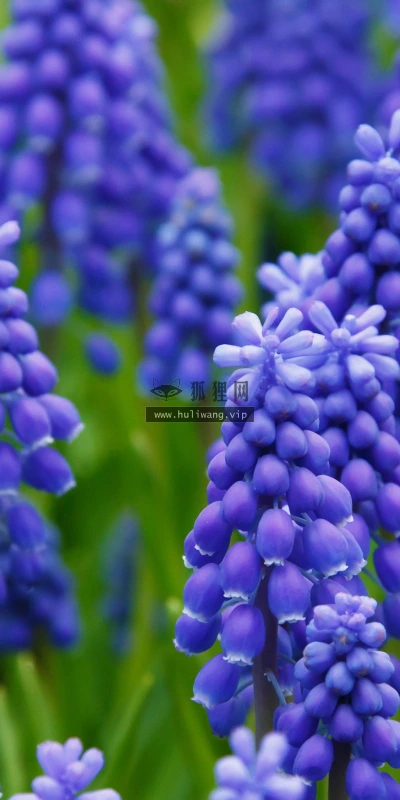 【13482】植物壁纸  2K 高清壁纸2560_1600@青蛙壁纸-笨猫小站