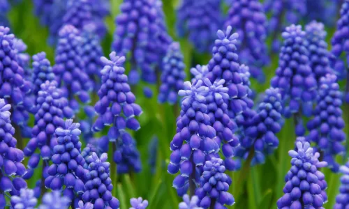 【13482】植物壁纸  2K 高清壁纸2560_1600@青蛙壁纸-笨猫小站