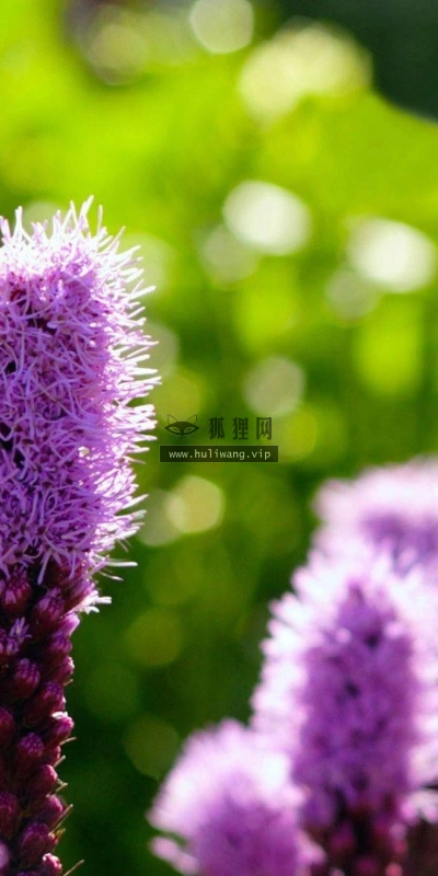 【13483】植物壁纸  2K 高清壁纸2560_1600@青蛙壁纸-笨猫小站