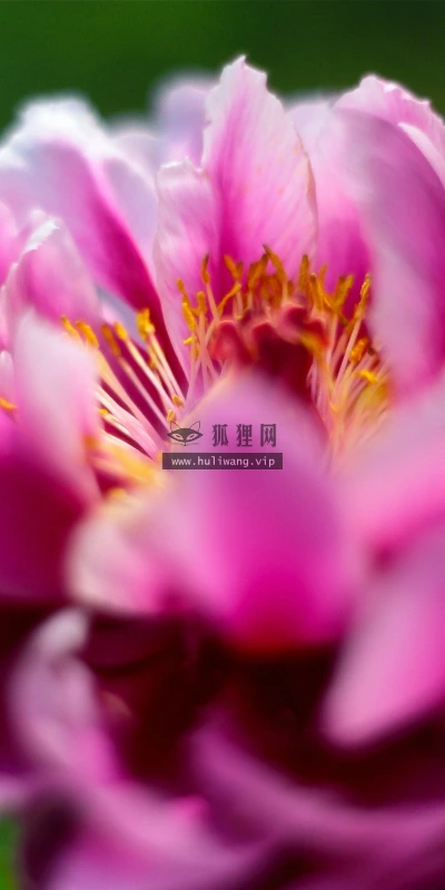 【13484】植物壁纸  2K 高清壁纸2560_1600@青蛙壁纸-笨猫小站