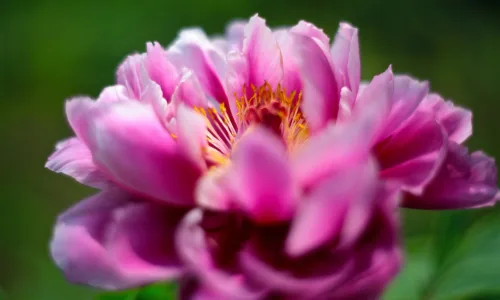 【13484】植物壁纸  2K 高清壁纸2560_1600@青蛙壁纸-笨猫小站