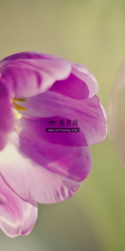 【13486】植物壁纸  2K 高清壁纸2560_1600@青蛙壁纸-笨猫小站