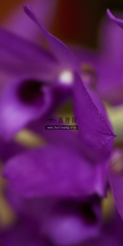 【13488】植物壁纸  2K 高清壁纸2560_1600@青蛙壁纸-笨猫小站