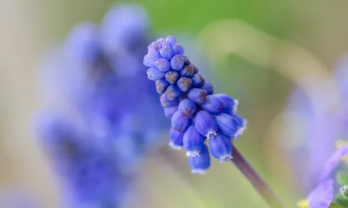 【13489】植物壁纸  2K 高清壁纸2560_1600@青蛙壁纸-笨猫小站