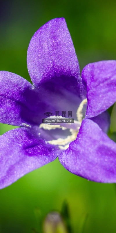 【13492】植物壁纸  2K 高清壁纸2560_1600@青蛙壁纸-笨猫小站