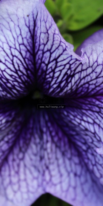 【13493】植物壁纸  2K 高清壁纸2560_1600@青蛙壁纸-笨猫小站
