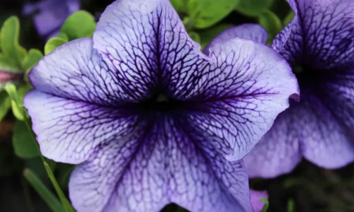 【13493】植物壁纸  2K 高清壁纸2560_1600@青蛙壁纸-笨猫小站