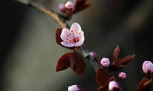 【13495】植物壁纸  2K 高清壁纸2560_1600@青蛙壁纸-笨猫小站