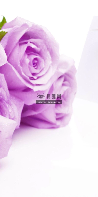 【13496】植物壁纸  2K 高清壁纸2560_1600@青蛙壁纸-笨猫小站
