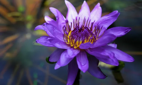 【13498】植物壁纸  2K 高清壁纸2560_1600@青蛙壁纸-笨猫小站