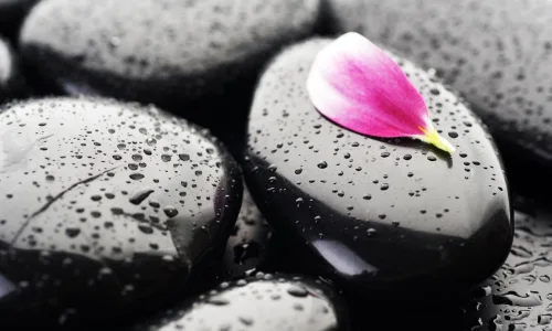 【13499】植物壁纸  2K 高清壁纸2560_1600@青蛙壁纸-笨猫小站