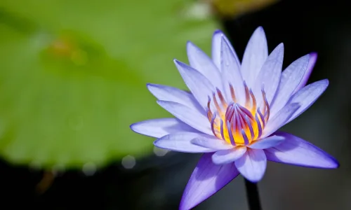 【13501】植物壁纸  2K 高清壁纸2560_1600@青蛙壁纸-笨猫小站