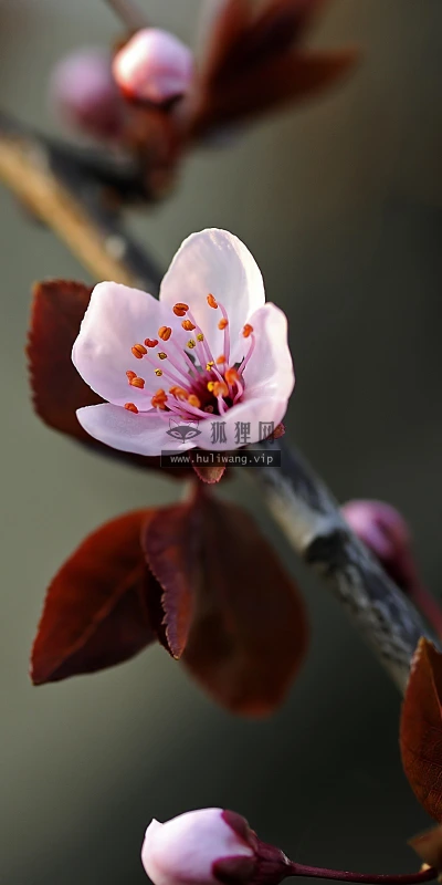 【13503】植物壁纸  2K 高清壁纸2560_1600@青蛙壁纸-笨猫小站
