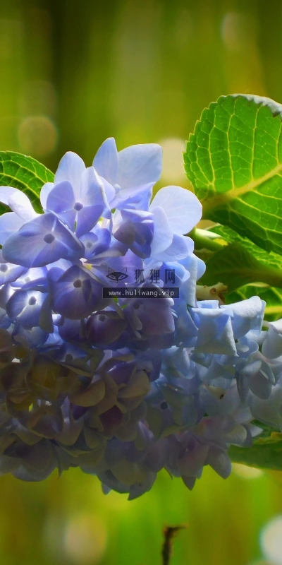 【13506】植物壁纸  2K 高清壁纸2560_1600@青蛙壁纸-笨猫小站