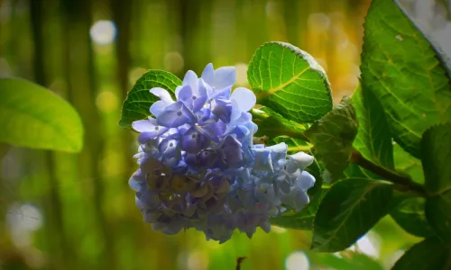 【13506】植物壁纸  2K 高清壁纸2560_1600@青蛙壁纸-笨猫小站