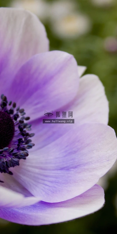 【13508】植物壁纸  2K 高清壁纸2560_1600@青蛙壁纸-笨猫小站