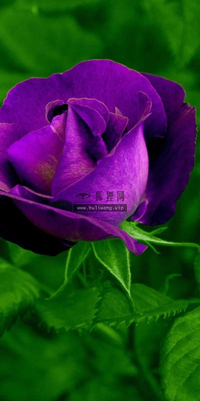 【13511】植物壁纸  2K 高清壁纸2560_1600@青蛙壁纸-笨猫小站