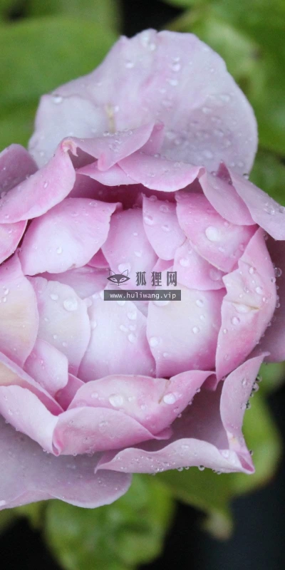 【13512】植物壁纸  2K 高清壁纸2560_1600@青蛙壁纸-笨猫小站