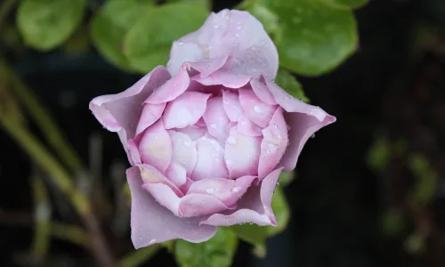 【13512】植物壁纸  2K 高清壁纸2560_1600@青蛙壁纸-笨猫小站