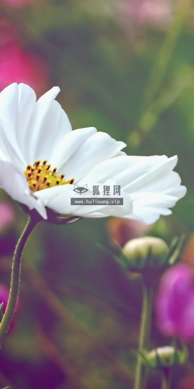 【13514】植物壁纸  2K 高清壁纸2560_1600@青蛙壁纸-笨猫小站