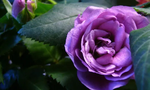 【13515】植物壁纸  2K 高清壁纸2560_1600@青蛙壁纸-笨猫小站