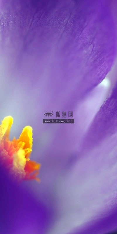 【13517】植物壁纸  2K 高清壁纸2560_1600@青蛙壁纸-笨猫小站