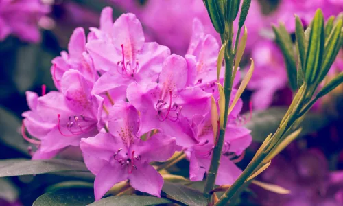 【13518】植物壁纸  2K 高清壁纸2560_1600@青蛙壁纸-笨猫小站