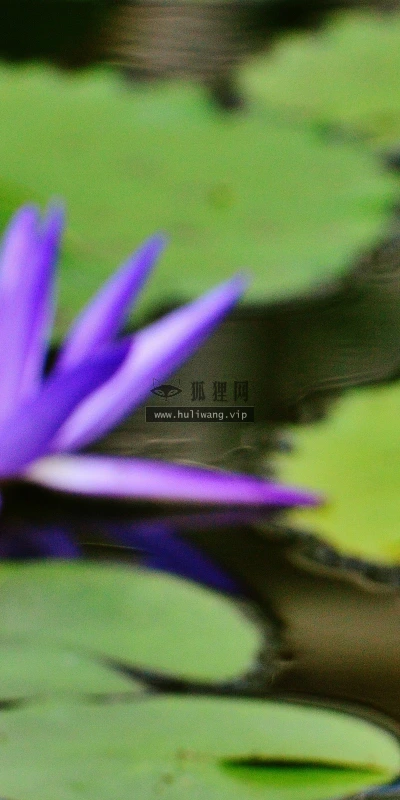 【13522】植物壁纸  2K 高清壁纸2560_1600@青蛙壁纸-笨猫小站