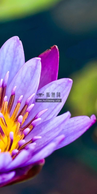 【13523】植物壁纸  2K 高清壁纸2560_1600@青蛙壁纸-笨猫小站