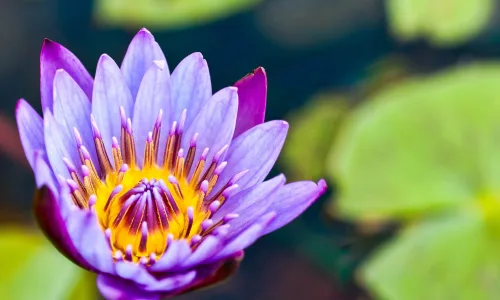 【13523】植物壁纸  2K 高清壁纸2560_1600@青蛙壁纸-笨猫小站