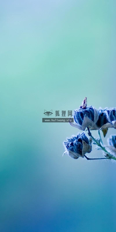 【13524】植物壁纸  2K 高清壁纸2560_1600@青蛙壁纸-笨猫小站