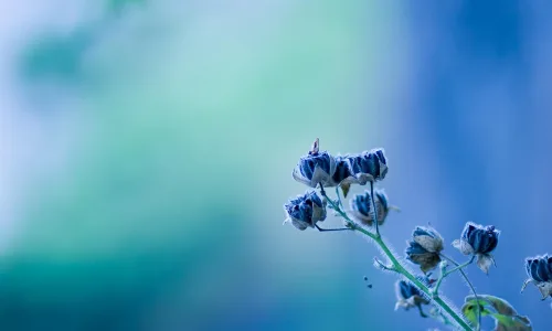 【13524】植物壁纸  2K 高清壁纸2560_1600@青蛙壁纸-笨猫小站