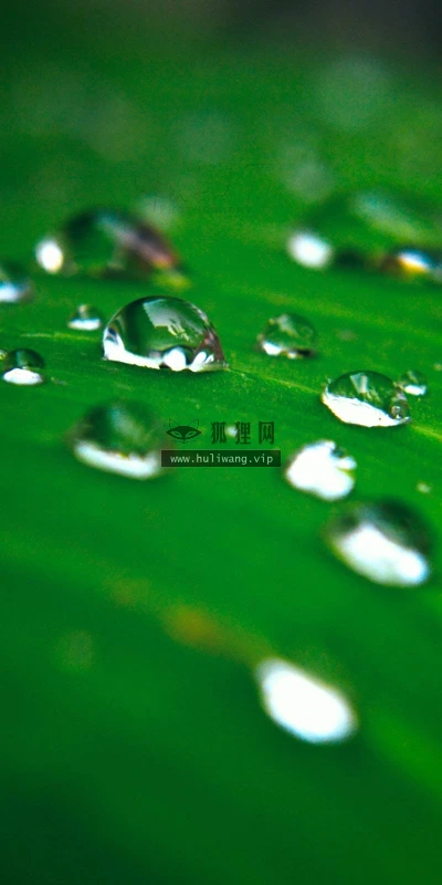 【13525】植物壁纸  2K 高清壁纸2560_1600@青蛙壁纸-笨猫小站
