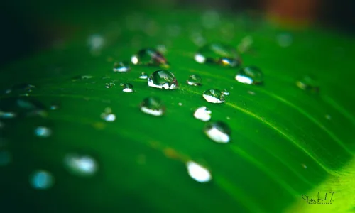 【13525】植物壁纸  2K 高清壁纸2560_1600@青蛙壁纸-笨猫小站