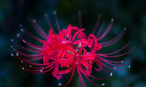 【13526】植物壁纸  2K 高清壁纸2560_1600@青蛙壁纸-笨猫小站