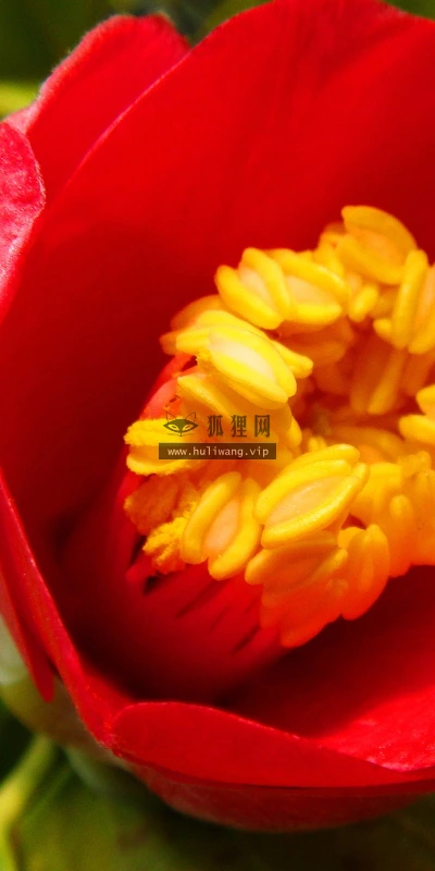 【13527】植物壁纸  2K 高清壁纸2560_1600@青蛙壁纸-笨猫小站