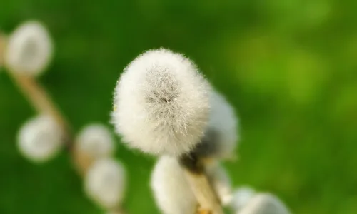 【13528】植物壁纸  2K 高清壁纸2560_1600@青蛙壁纸-笨猫小站