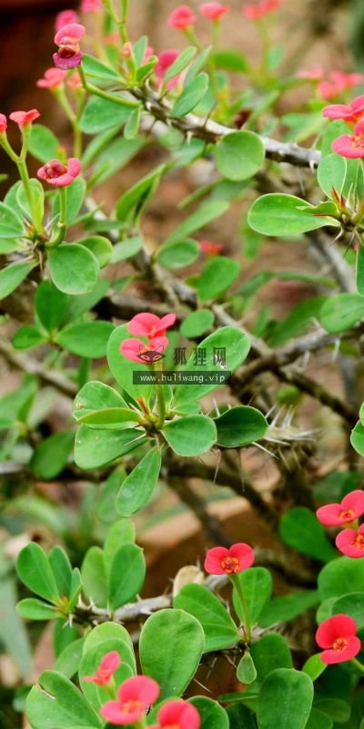 【13531】植物壁纸  2K 高清壁纸2560_1600@青蛙壁纸-笨猫小站