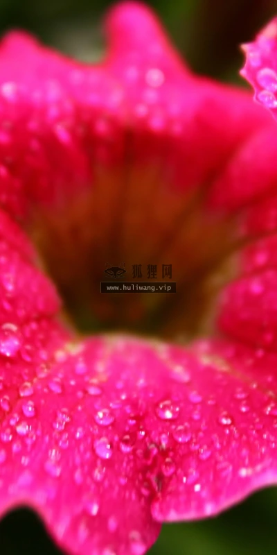 【13534】植物壁纸  2K 高清壁纸2560_1600@青蛙壁纸-笨猫小站