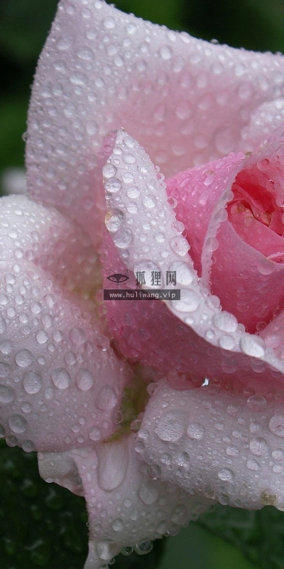 【13536】植物壁纸  2K 高清壁纸2560_1600@青蛙壁纸-笨猫小站