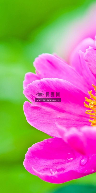 【13537】植物壁纸  2K 高清壁纸2560_1600@青蛙壁纸-笨猫小站