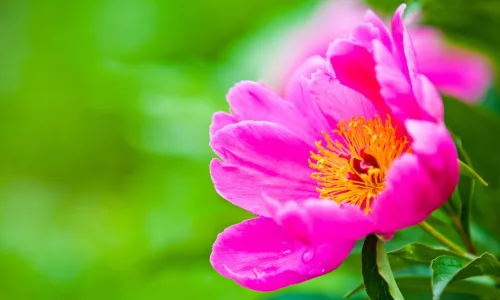 【13537】植物壁纸  2K 高清壁纸2560_1600@青蛙壁纸-笨猫小站