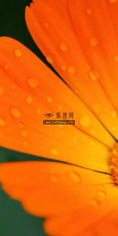 【13538】植物壁纸  2K 高清壁纸2560_1600@青蛙壁纸-笨猫小站