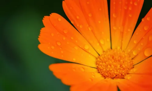 【13538】植物壁纸  2K 高清壁纸2560_1600@青蛙壁纸-笨猫小站