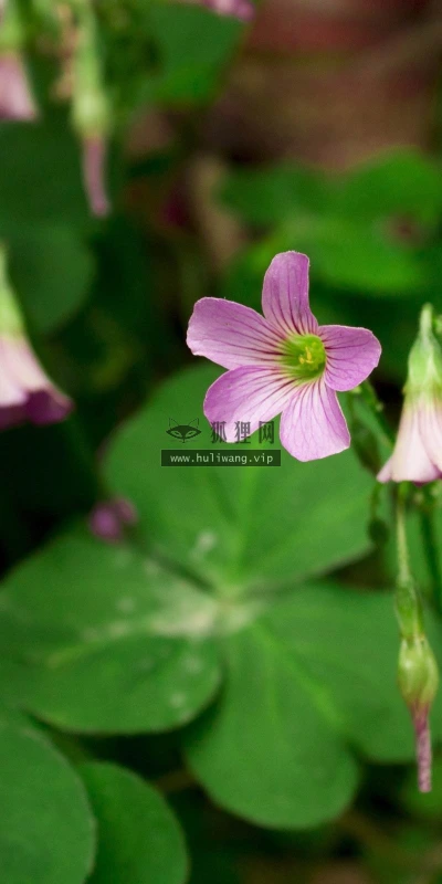 【13541】植物壁纸  2K 高清壁纸2560_1600@青蛙壁纸-笨猫小站